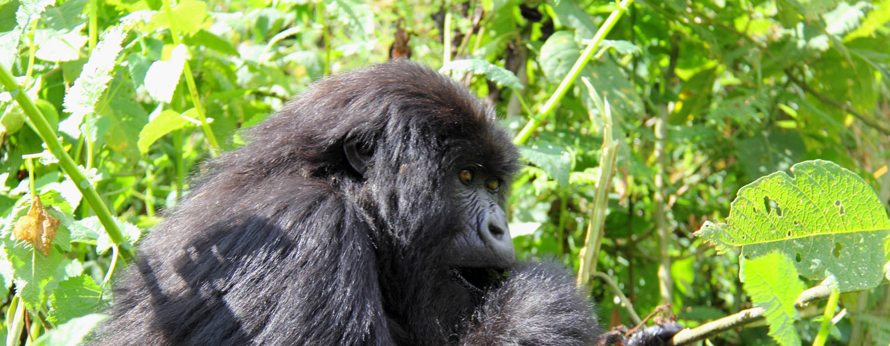 You are currently viewing 2 days Gorilla Trekking Safari in Rwanda