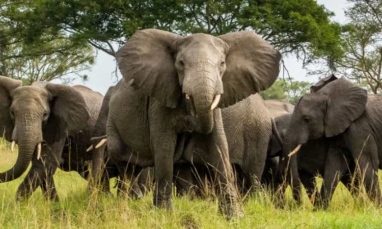 Big Five Animals in Uganda 