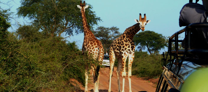 Read more about the article Attractions and Activities in Murchison Falls National Park