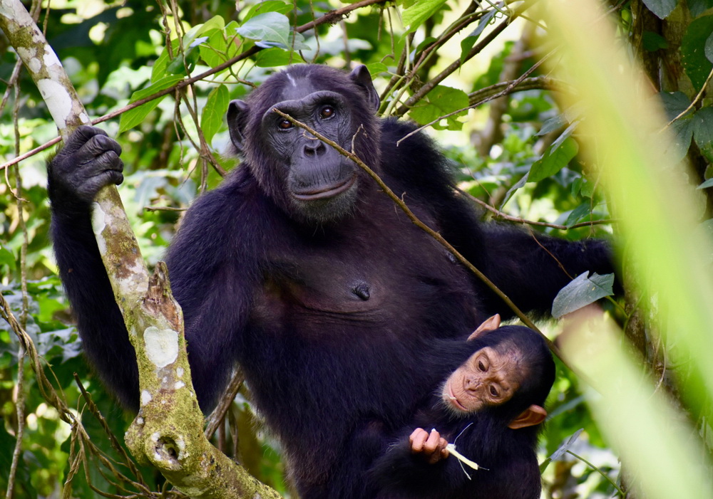 Chimpanzee trekking in Kyambura Gorge