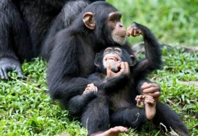 Chimpanzee trekking in Uganda 