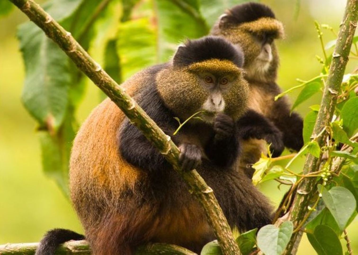 4 days Rwanda Primate Safaris