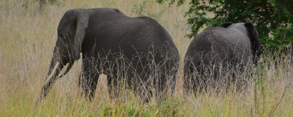 Attractions and Activities in Murchison Falls National Park