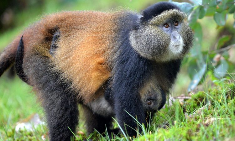 5 days gorilla trekking and golden monkey trekking in Rwanda