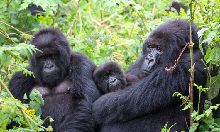 Why spend only an hour with the mountain gorillas?