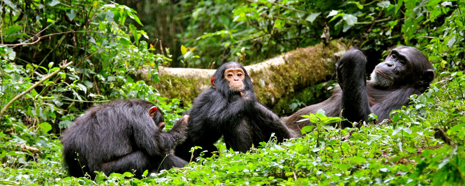 You are currently viewing 3 Days Chimpanzee Trekking Safari in Kibale National Park