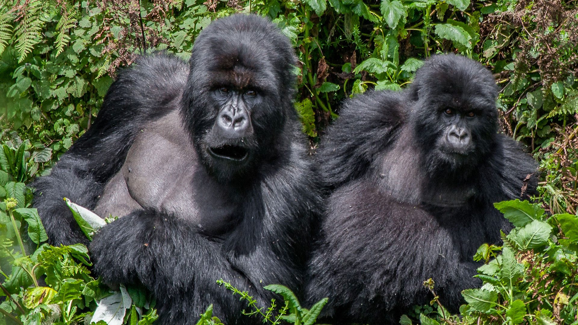 4 Days Bwindi Gorilla Trekking and Lake Bunyonyi Safari  