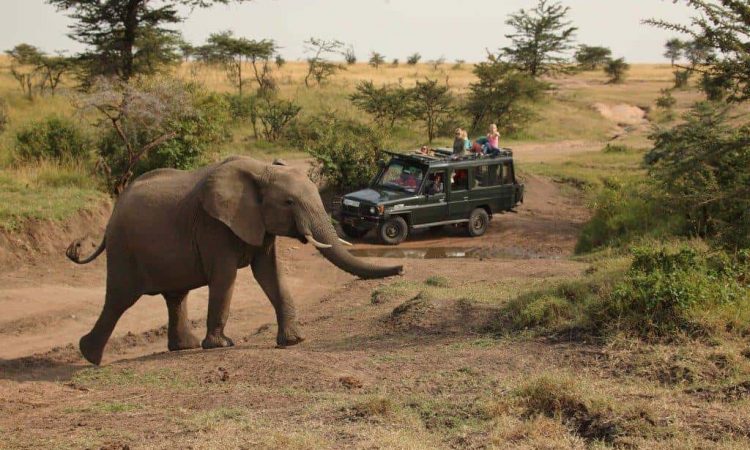 Murchison Falls national park Safari tour