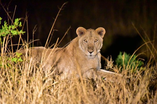 Night Game Drives in Uganda 