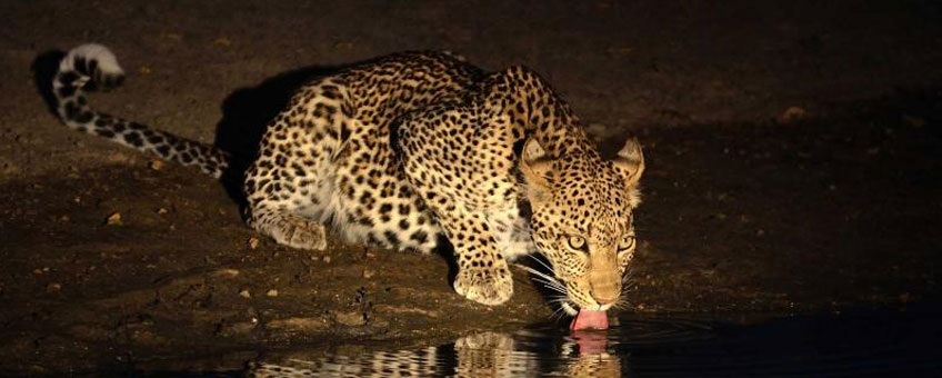 Read more about the article Night Game Drives in Uganda