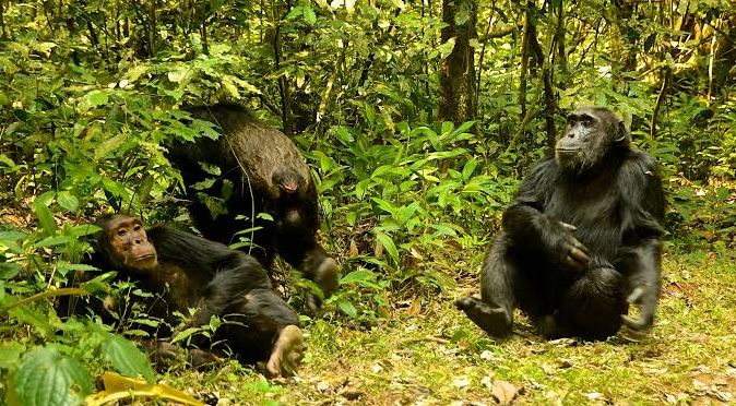 4 Days Nyungwe National Park 