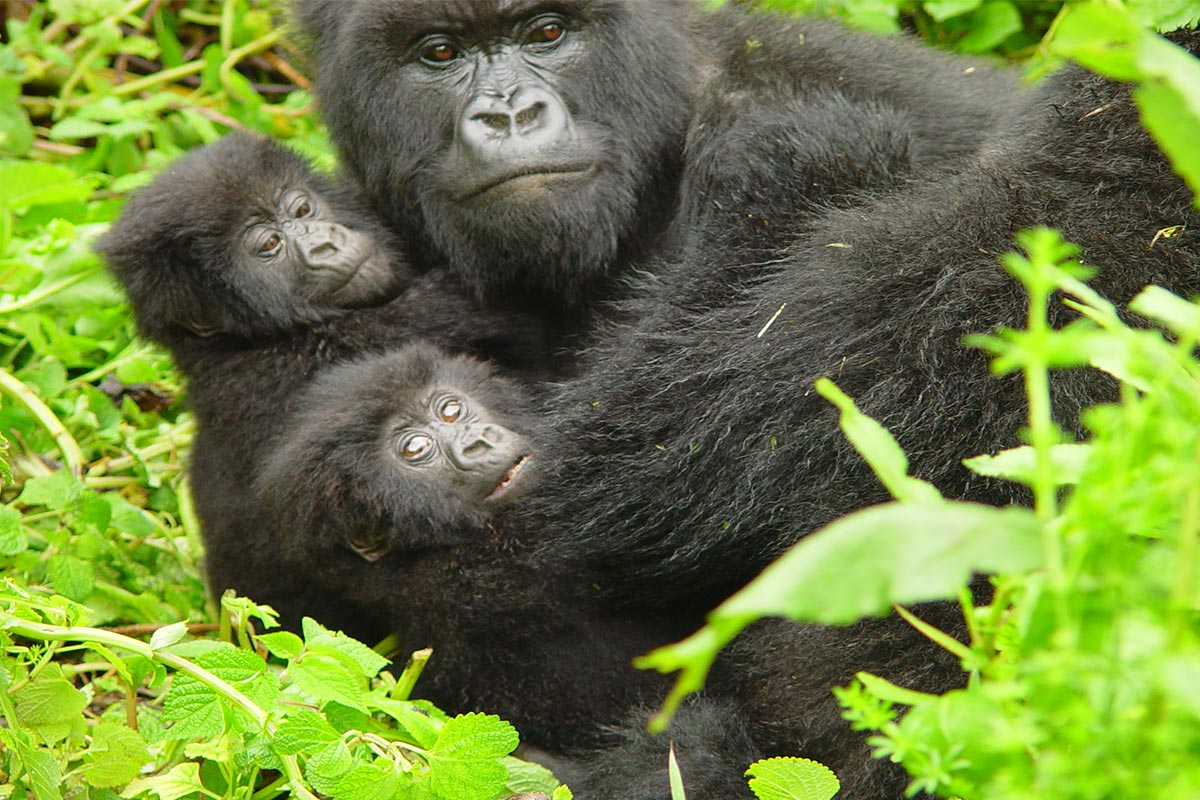 Read more about the article Gorilla Trekking in Ruhija Sector