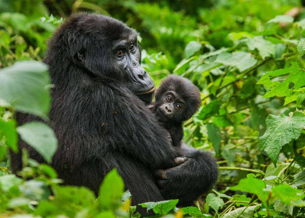 Read more about the article Where to go for Gorilla Trekking