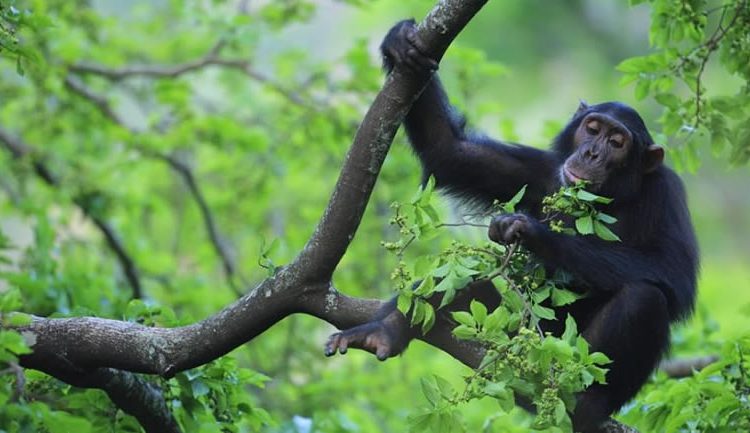 You are currently viewing 5 Days Bwindi Gorillas and Kibale Chimpanzee Trekking Safari from Kigali