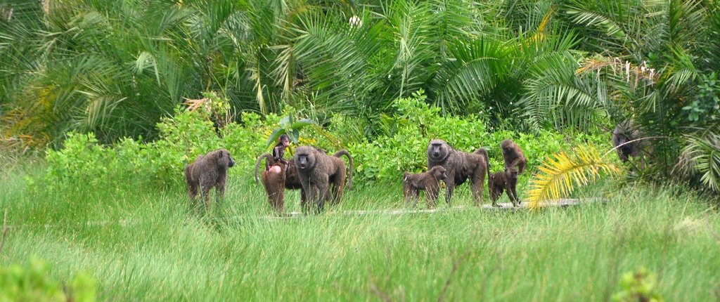 Semuliki National Park