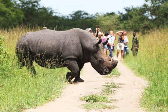 Big Five Animals in Uganda