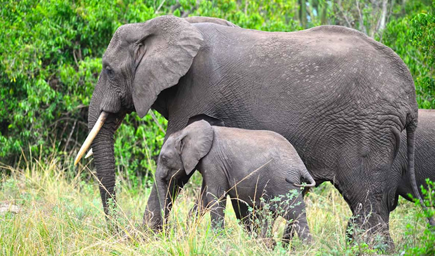 You are currently viewing Entrance Fees for Queen Elizabeth National Park