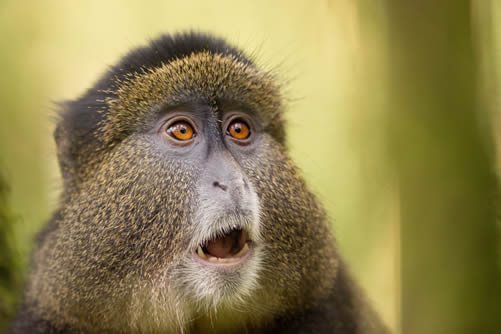 Primate Tracking Safaris Tours in Uganda