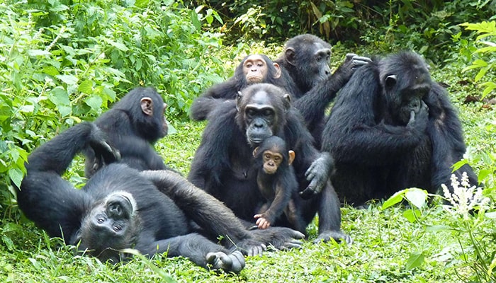 3 Days Kibale Chimpanzee Trekking Safari Tour