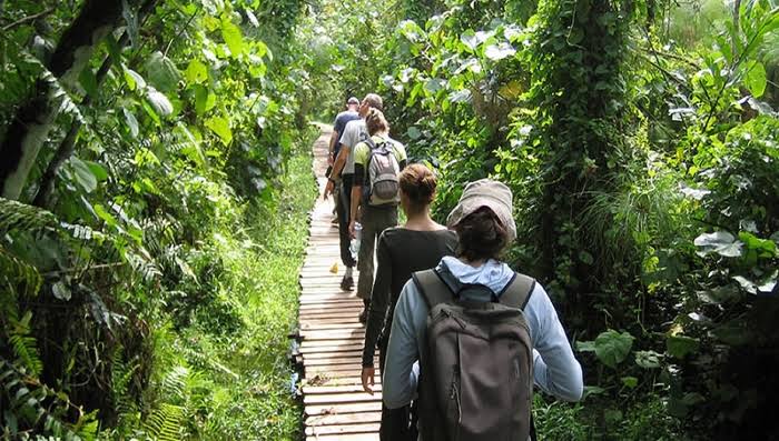 3 Days Kibale Chimpanzee Trekking Safari Tour