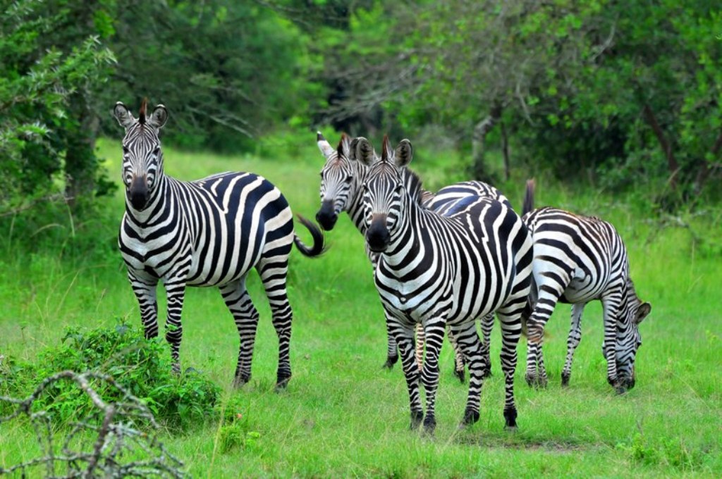 8 days Rwanda wildlife safari and Uganda safari