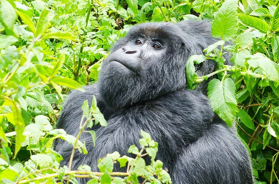 Mgahinga gorilla national park