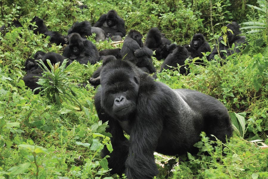 7 days Rwanda Safari