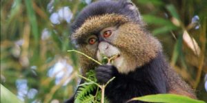 Read more about the article Golden monkey trekking in Uganda