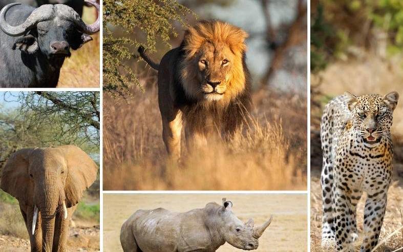 You are currently viewing Big Five Animals in Uganda