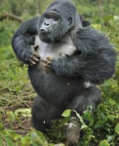 Read more about the article What to Do When a Gorilla Charges on You