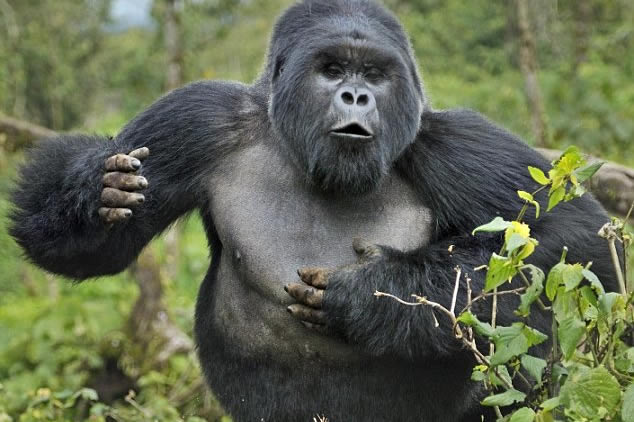 What to Do When a Gorilla Charges on You