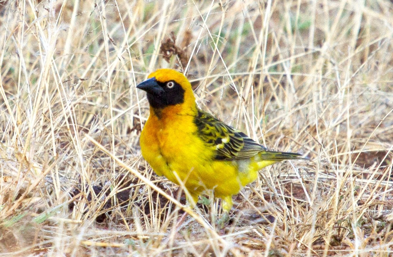 You are currently viewing Endemic Birds in Uganda