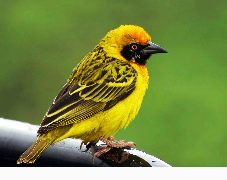    Endemic Birds in Uganda Safaris