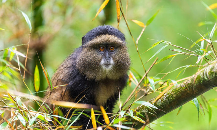 Golden monkey trekking in Uganda