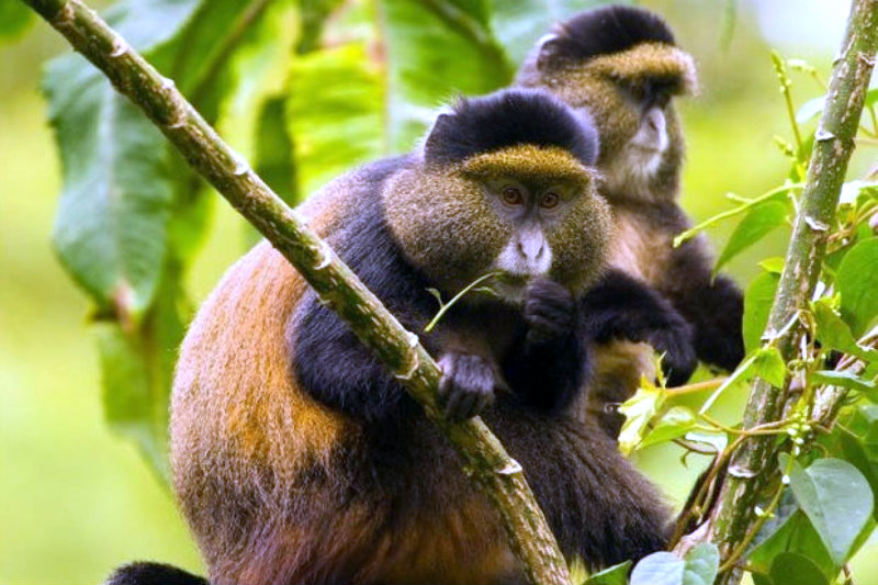 Golden monkey trekking in Uganda