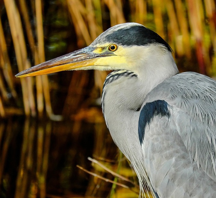 Semliki national park