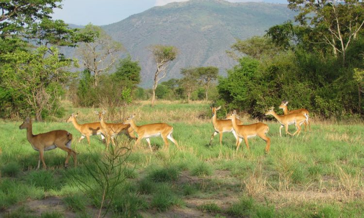 Activities in Semliki national park