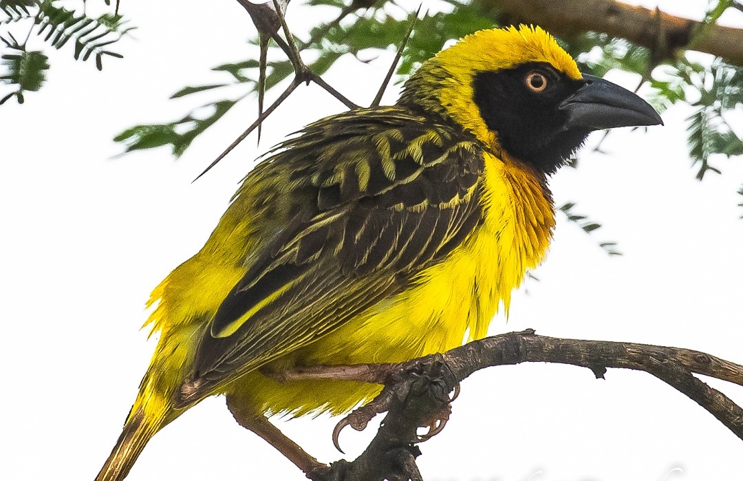    Endemic Birds in Uganda Safaris