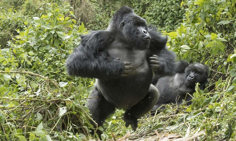 What to Do When a Gorilla Charges on You