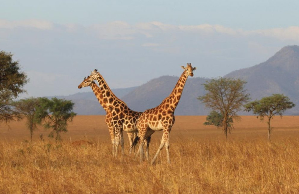 Read more about the article Top Activities to do on a Uganda Safari