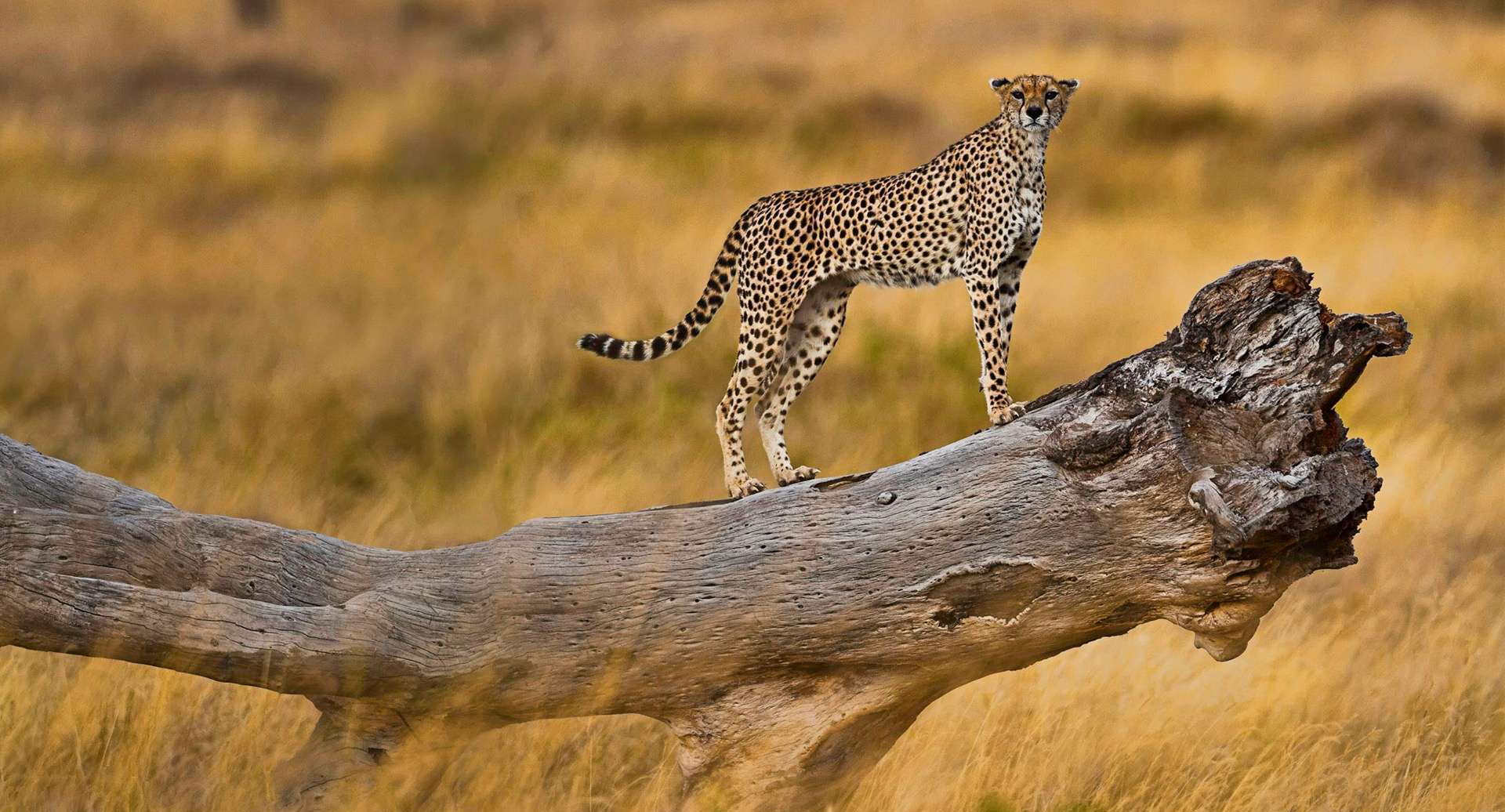 3 Days Serengeti Wildlife safari