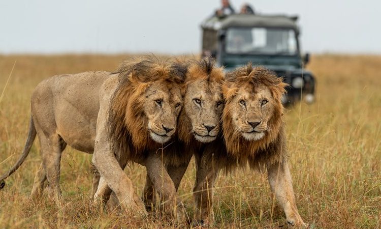 Read more about the article 3 Days Serengeti Wildlife safari