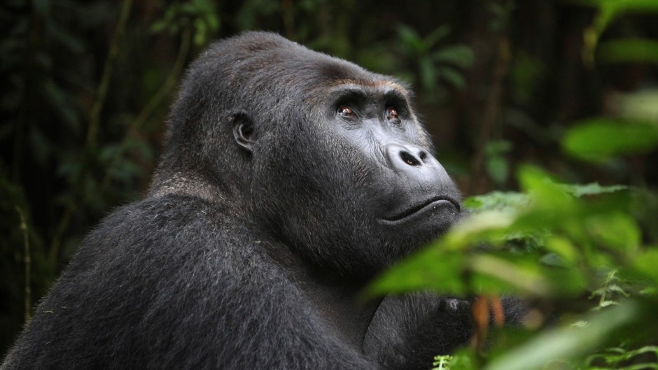 3 Days Virunga Gorilla Trekking