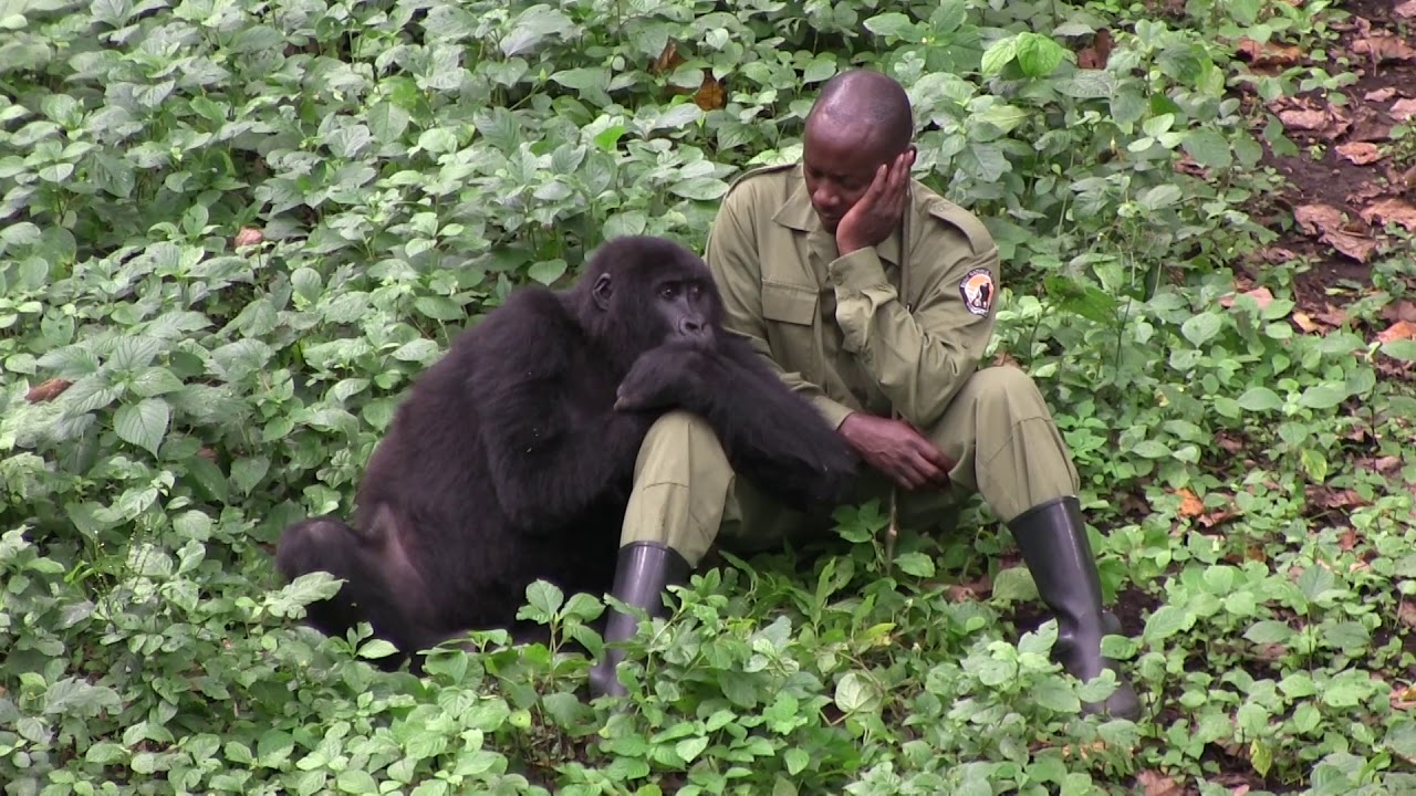 3 Days Virunga Gorilla Trekking