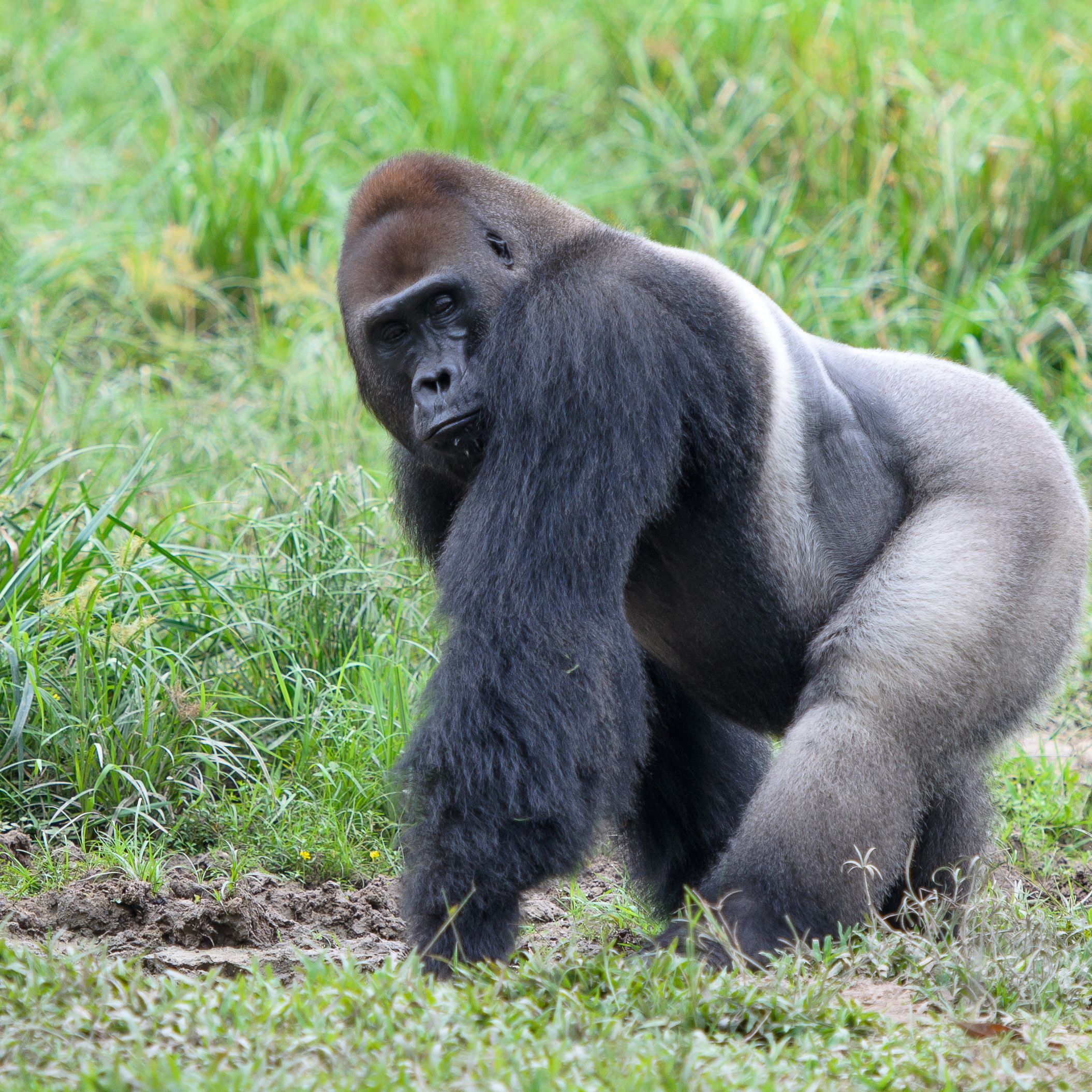 3 Days Kahuzi-Biega Lowland Gorilla Trekking Safari