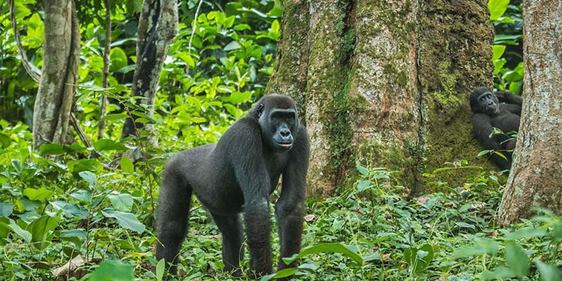 Read more about the article 3 Days Kahuzi-Biega Lowland Gorilla Trekking Safari