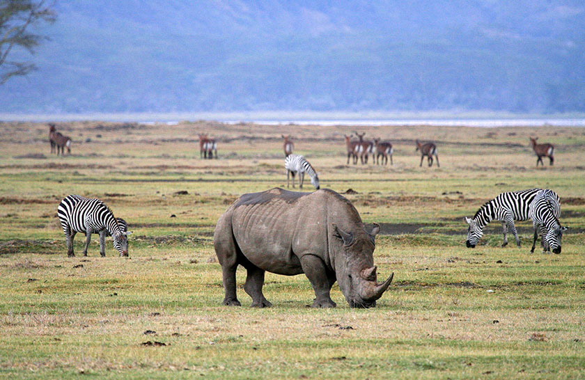 2 Days Lake Manyara and Ngorongoro Tanzania Safari