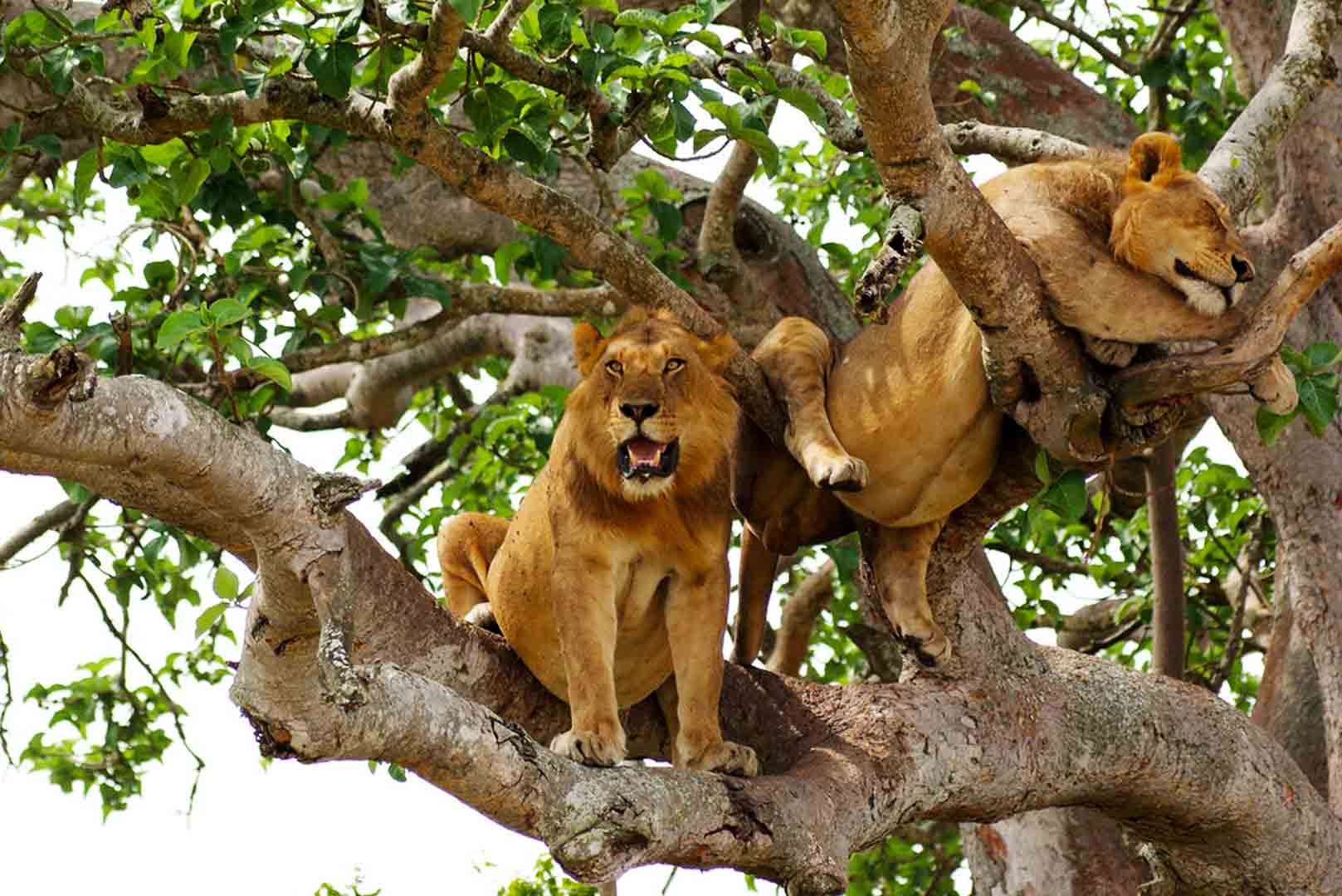 You are currently viewing Tree Climbing Lions in Ishasha Sector