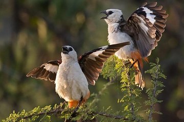 Arusha National Park