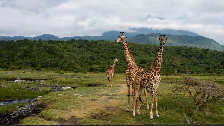 Arusha National Park